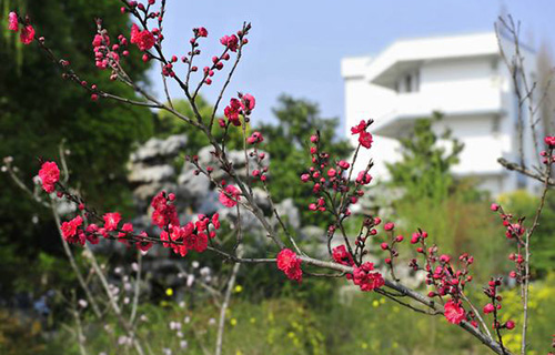 富順縣琵琶鎮(zhèn)九年制學(xué)校