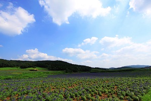 選擇學校和專業(yè)